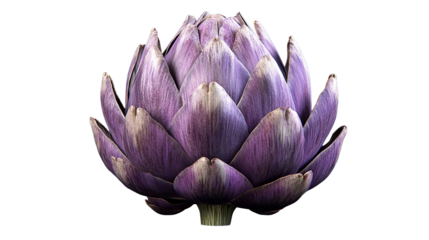 An alluring purple artichoke a symbol of culinary artistry and healthy eating with a sharp on transparent background