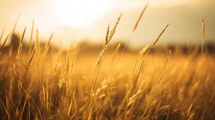 Fototapeta premium Golden wheat field at sunset countryside landscape nature photography background view scene