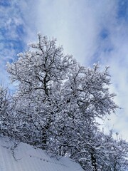 A tree covered in frost in a snowy winter.