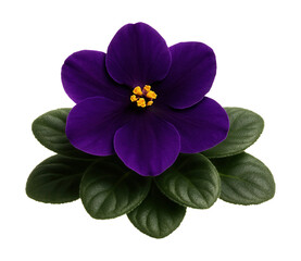 Fototapeta premium African violet with velvety, deep purple petals and a compact rosette of leaves