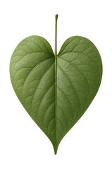 Simple leaf with a heart-shaped form and prominent veins, light green