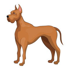 Realistic dog Doberman Pinscher breed white background - Vector illustration