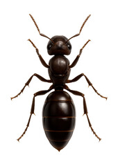 Fototapeta premium Queen ant with elongated abdomen and shiny exoskeleton in a resting position