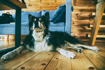 Pies rasowy, Border Collie leży na drewnianej podłodze, patrzy w kamerę. 