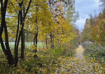 Autumn landscape. Autumn oak leafes
