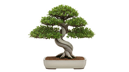 Transparent isolated bonsai tree image for home decor and gardening ideas with detailed trunk and leaves