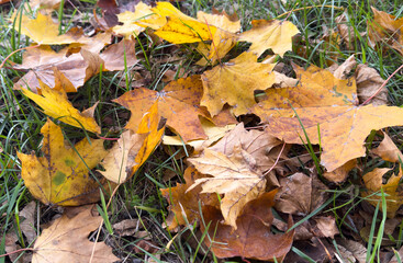Brown and yellow autumn leaves lie on the ground in a thick carpet. Top view