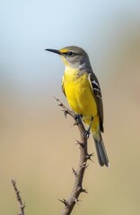Naklejka premium Yellow-bellied Flycatcher bird perched on tree branch. Songbird wildlife in nature. Feathered animal sitting on thorny branch with clear blurred background. Fauna, spring, aviary, ornithology.