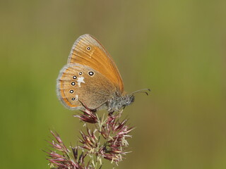 Chestnut Heath (Coenonympha glycerion)