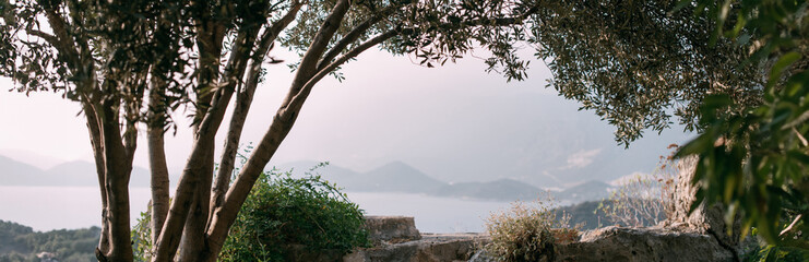 Olive tree on the background of the sea and mountains in the sunset light. Mediterranean landscape