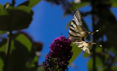 papillon à longue queue