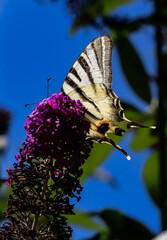 papillon à longue queue