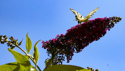 papillon à longue queue