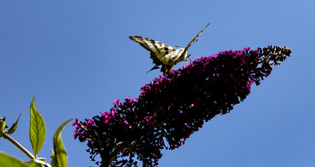 papillon à longue queue
