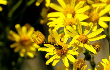 Seneçon à feuille de roquette