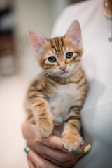 Portrait of a striped kitten of the Kuril bobtail at home. A small, thoroughbred kitten