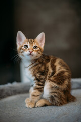 Portrait of a striped kitten of the Kuril bobtail at home. A small, thoroughbred kitten