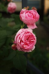 Two pink flowers are in a garden. Vertical phone wallpaper