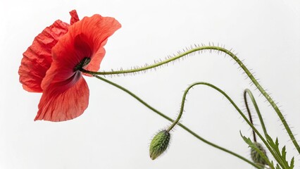 red poppy flower