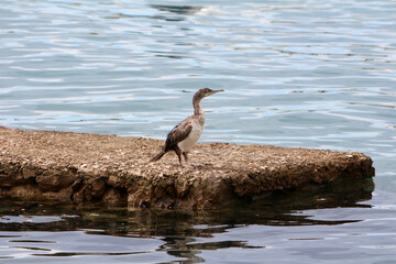 A young cormorant phalacrocorax carbo stands alert on a rough stone pier, overlooking calm blue...