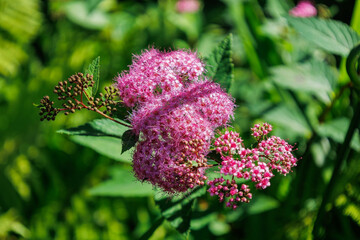 Blossom of bright Japanese meadowsweet in summer. Spiraea japonica. Pink gentle Japanese spiraea from the family Rosaceae. Beautiful flowers.