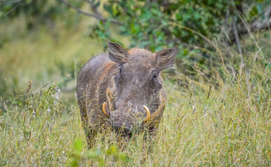 Portrait of a cute common Warthog or Phacochoerus africanus in a game reserve