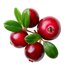 Juicy red cranberries and green leaves close up. These fresh cranberries look appetizing