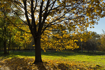 Serene park path lined with benches amidst golden autumn foliage and tranquil sunlight