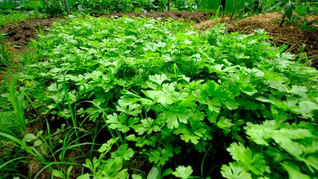 Revealing shot of rooted parsley in early stage growing in organic vegetable garden. Moving camera backward and up through chard or green tops.