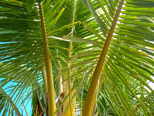 coconut leaves on the tree. Pattern of coconut leaves. Blue sky Background 
