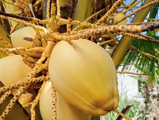 Golden coconut hanging on a lush coconut palm tree under bright sunlight with green tropical leaves...