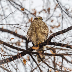 A Eurasian sparrowhawk perched on a branch of a tree outdoors.