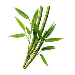 Fresh green bamboo stalks with lush leaves in an artful composition