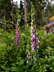 Fingerhut am wegesrand