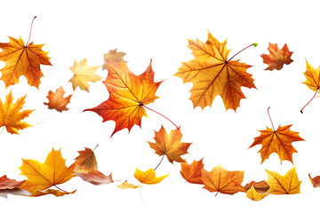 Fototapeta premium Pile of falling autumn maple leaves in various shades of orange and yellow mid air isolated on a transparent background