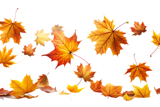 Pile of falling autumn maple leaves in various shades of orange and yellow mid air isolated on a transparent background