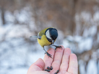 A tit sits on a man's hand and eats seeds.