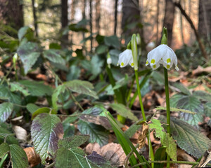 Frühlingsknotenblume oder Märzenbecher (Leucojum vernum) im Wald