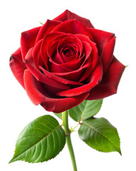 Single red rose with green leaves studio lit macro photograph &ndash; A I Generated isolated on a transparent background