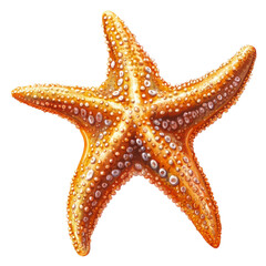Exploring starfish species in ocean waters nature view isolated on transparent background