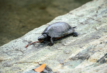 turtle on the rock
