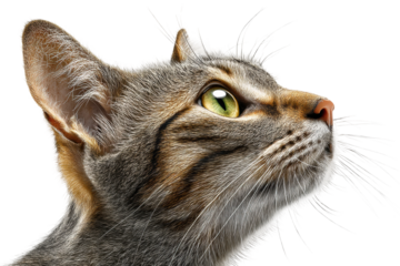 PNG Close-up of a tabby cat with green eyes looking up