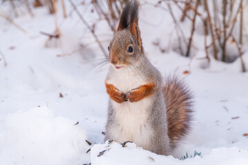 Portrait of a squirrel in winter on white snow background
