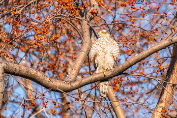 A Eurasian sparrowhawk perched on a branch of a tree outdoors.