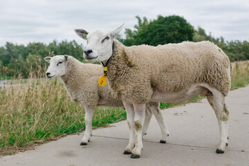 Obraz premium a pair of cute sheep standing on the road on a cloudy day