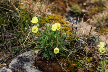 Flowering Arctic Poppies