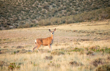White tail deer alert in a wild prairie in mountain west