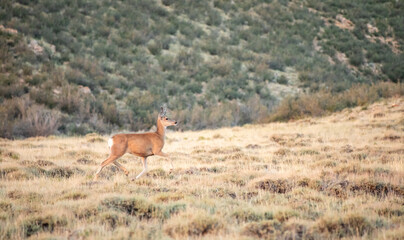 White tail deer in the Wyoming prairie profile view