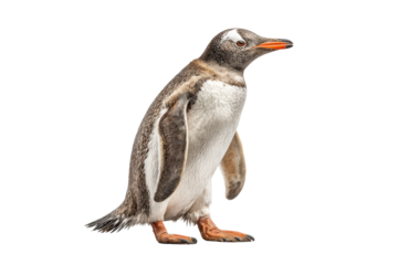 PNG Gentoo penguin standing side view with orange beak and webbed feet