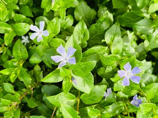 Violet periwinkle flowers on green plants. Background image for gardening